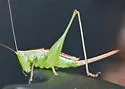 Wingless Meadow Katydid - photo 3