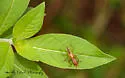 Wingless Meadow Katydid - photo 4