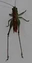 Wingless Meadow Katydid - photo 5