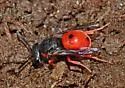 Odynerus cinnabarinus - photo 3