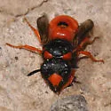 Odynerus cinnabarinus - photo 4