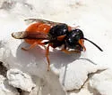 Odynerus cinnabarinus - photo 5