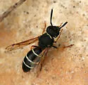 Odynerus dilectus