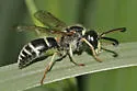 Odynerus dilectus - photo 2