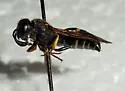 Odynerus dilectus - photo 4