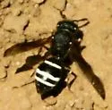 Odynerus dilectus - photo 5