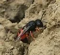 Odynerus margaratellus