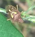Oebalus insularis