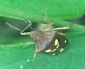Oebalus insularis - photo 2