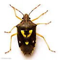 Oebalus insularis - photo 3