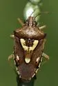 Oebalus insularis - photo 4