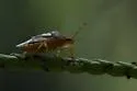 Oebalus insularis - photo 5