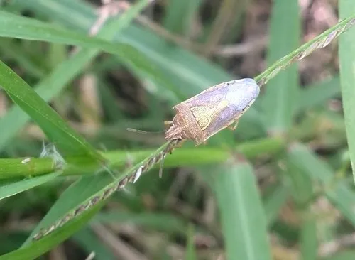Oebalus mexicanus
