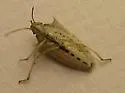 Rice Stink Bug