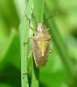 Rice Stink Bug - photo 2
