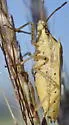 Rice Stink Bug - photo 3