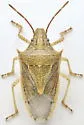 Rice Stink Bug - photo 4