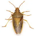 Rice Stink Bug - photo 5