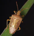 Oebalus ypsilongriseus