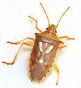 Oebalus ypsilongriseus - photo 2