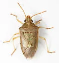 Oebalus ypsilongriseus - photo 3