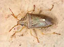 Oebalus ypsilongriseus - photo 4