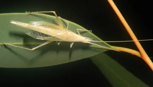 Tree and Bush Crickets - photo 2