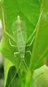 Alexander's Tree Cricket