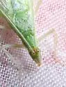 Alexander's Tree Cricket - photo 2