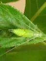 Alexander's Tree Cricket - photo 4