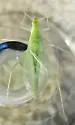 Alexander's Tree Cricket - photo 5