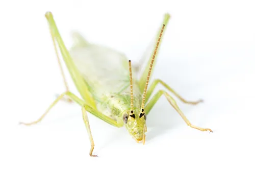 Prairie Tree Cricket - photo 3
