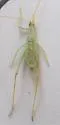 White Sands Tree Cricket