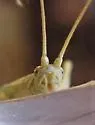 White Sands Tree Cricket - photo 2