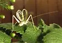 White Sands Tree Cricket - photo 3