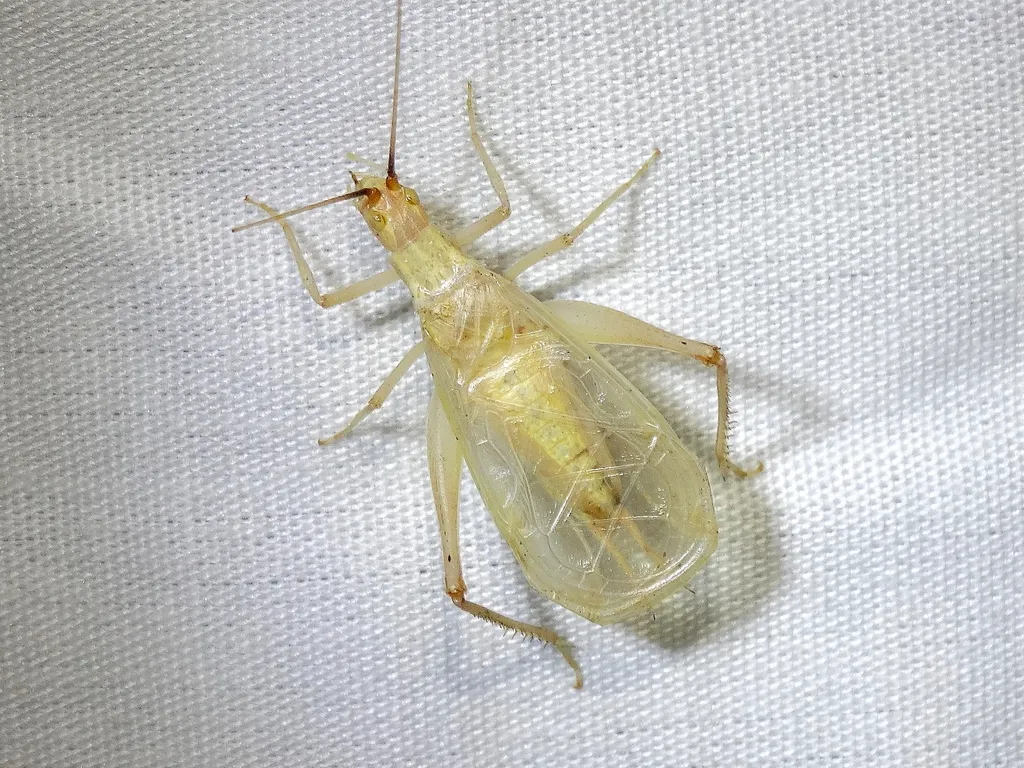 Western Tree Cricket