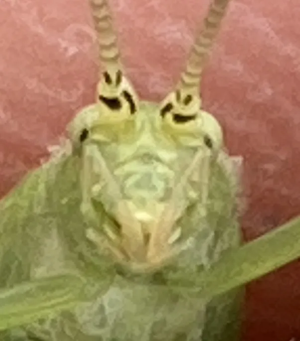 Fast-calling Tree Cricket - photo 2