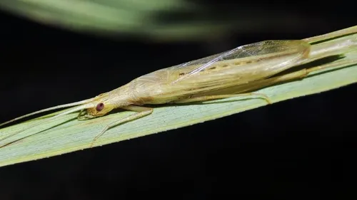 Large Tree-cricket