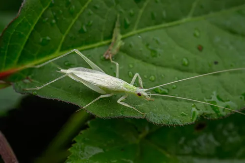 Oecanthus euryelytra
