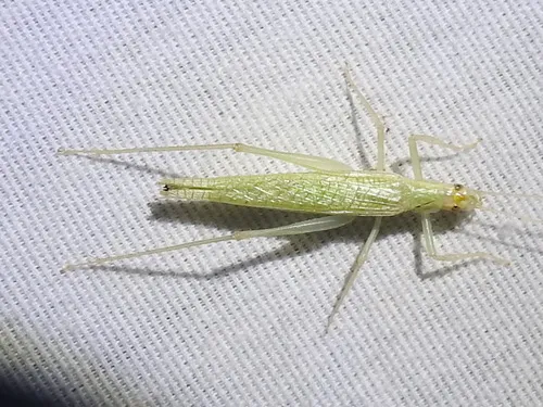 Davis' Tree Cricket