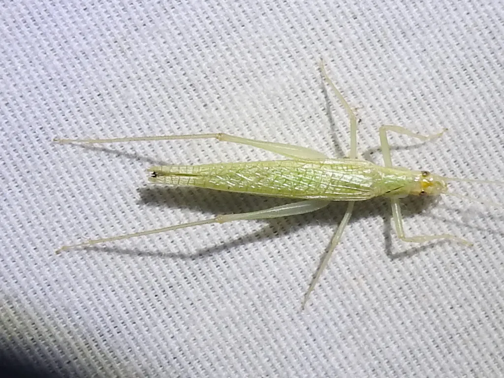 Davis' Tree Cricket - photo 3