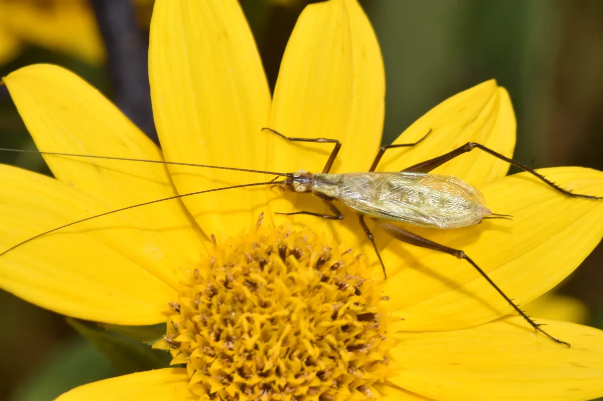 Forbes' Tree Cricket