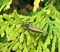 Tamarack Tree Cricket