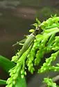 Tamarack Tree Cricket - photo 2