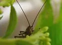 Tamarack Tree Cricket - photo 3