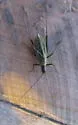 Tamarack Tree Cricket - photo 4