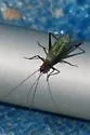 Tamarack Tree Cricket - photo 5
