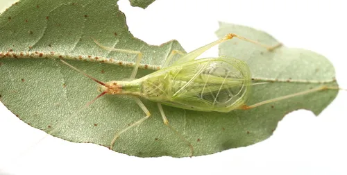 Broad-winged Tree Cricket - photo 2