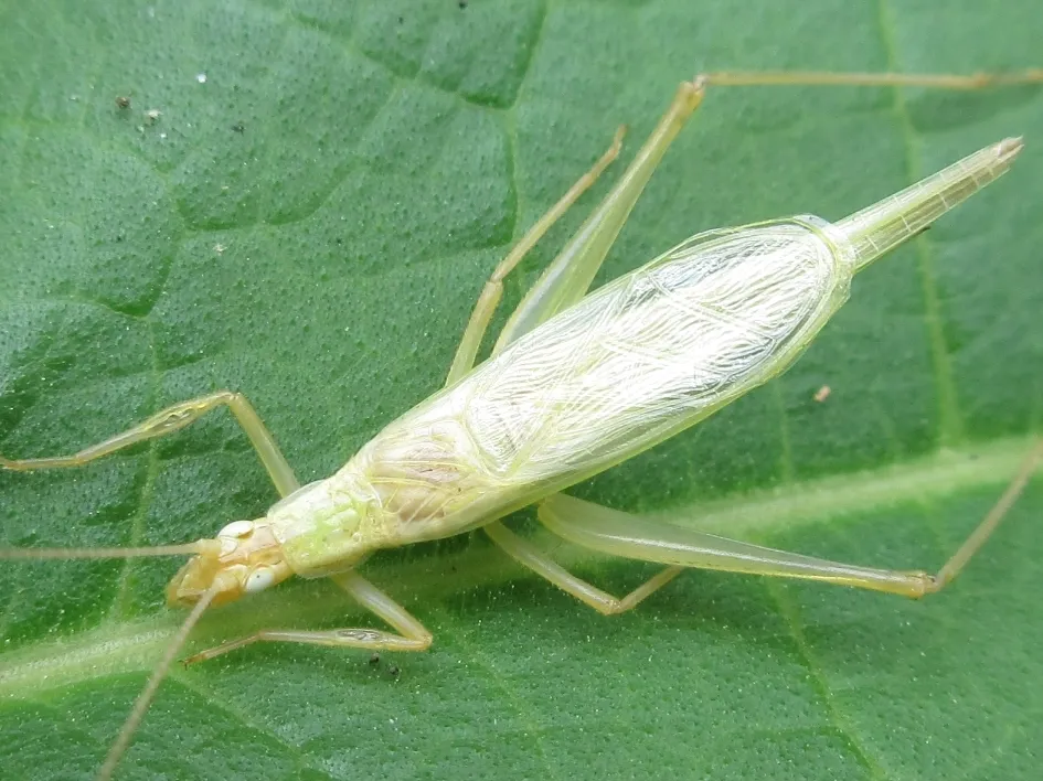 Oecanthus longicauda - photo 3