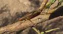 Great Tree Cricket